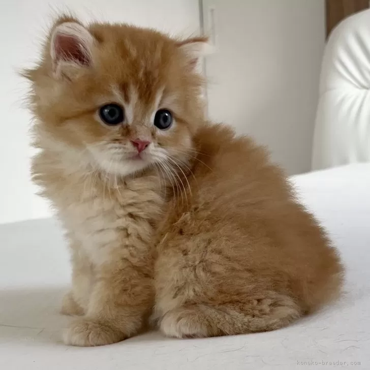 ID：2409-01108の子猫