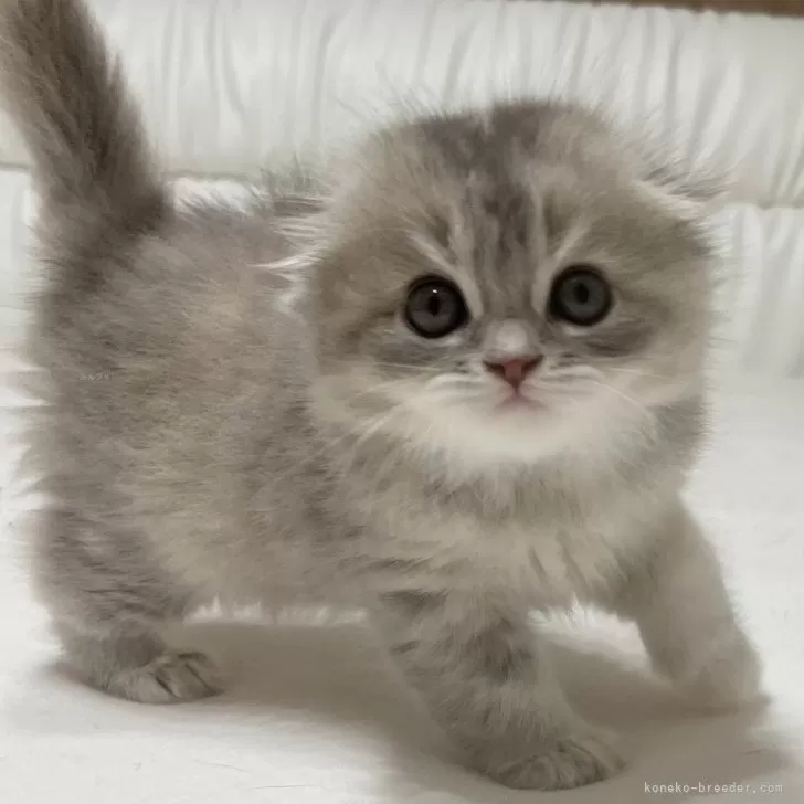 ID:2409-01037の子猫