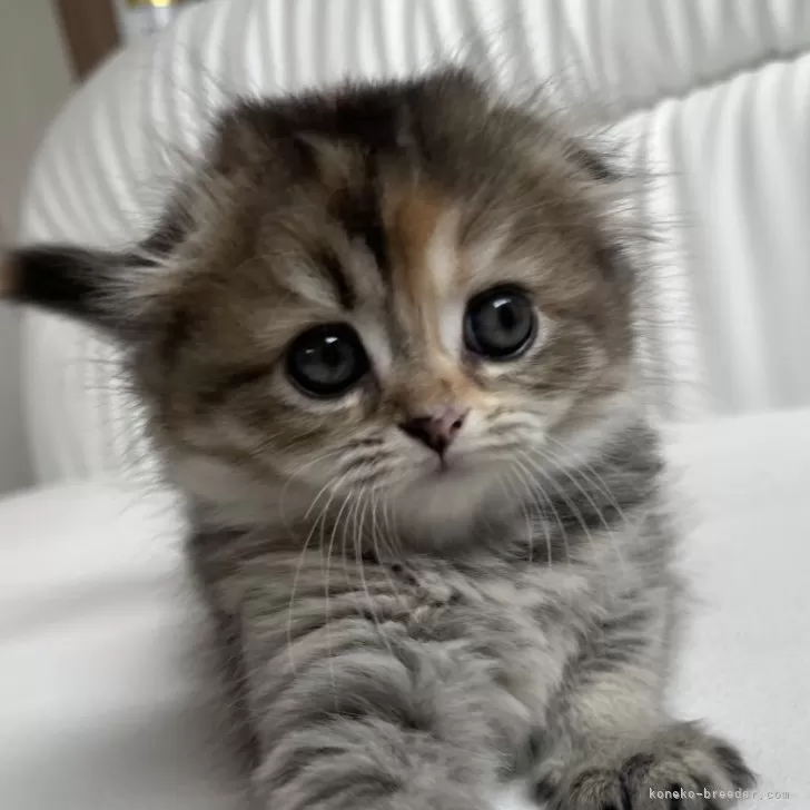 ID:2405-01125の子猫