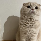 スコティッシュフォールド【・女の子・2023年4月26日・クリームタビー】