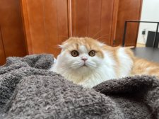 スコティッシュフォールド【・女の子・2022年11月12日・レッドタビーアンドホワイト】