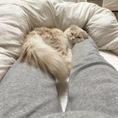 スコティッシュフォールド【・女の子・2023年4月26日・クリームタビー】「足の上でごろーん☺︎」