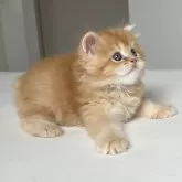 スコティッシュフォールド(立ち耳)【福岡県・男の子・2024年8月8日・レッドアンドホワイト】の写真5