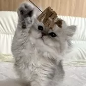 スコティッシュフォールド(立ち耳)【福岡県・女の子・2024年11月29日・ブラックシルバーシェーテッド】の写真7