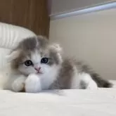 スコティッシュフォールド(折れ耳)【福岡県・女の子・2025年6月20日・ダイリュートキャリコ】の写真9