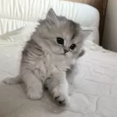 スコティッシュフォールド(立ち耳)【福岡県・女の子・2024年11月29日・ブラックシルバーシェーテッド】の写真2