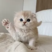 スコティッシュフォールド(折れ耳)【福岡県・男の子・2025年10月5日・クリームアンドホワイト】の写真11