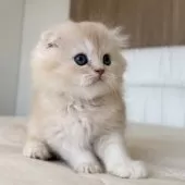 スコティッシュフォールド(折れ耳)【福岡県・男の子・2025年10月5日・クリームアンドホワイト】の写真13