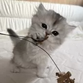 スコティッシュフォールド(立ち耳)【福岡県・女の子・2024年11月29日・ブラックシルバーシェーテッド】の写真8