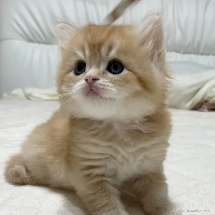 ID:2412-02801の子猫