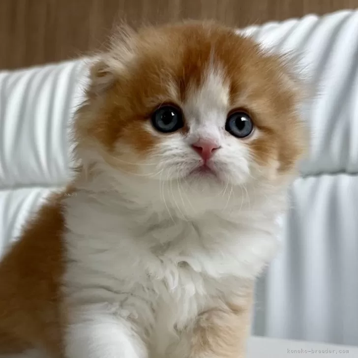 H 様のお迎えした子猫