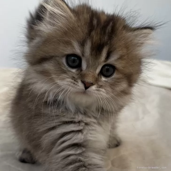 はるまき 様のお迎えした子猫