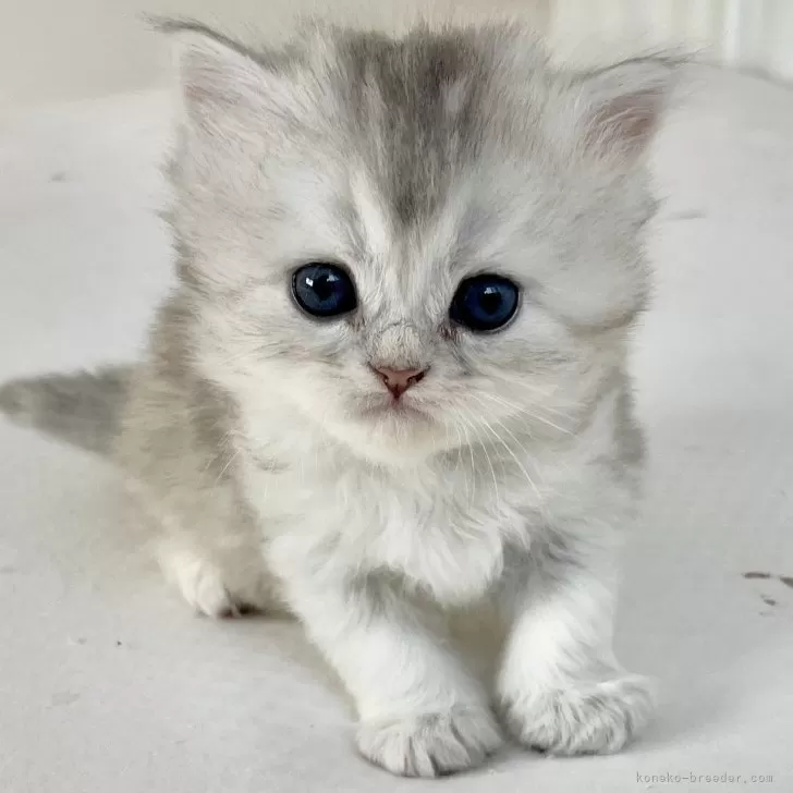 ID：2412-02805の子猫