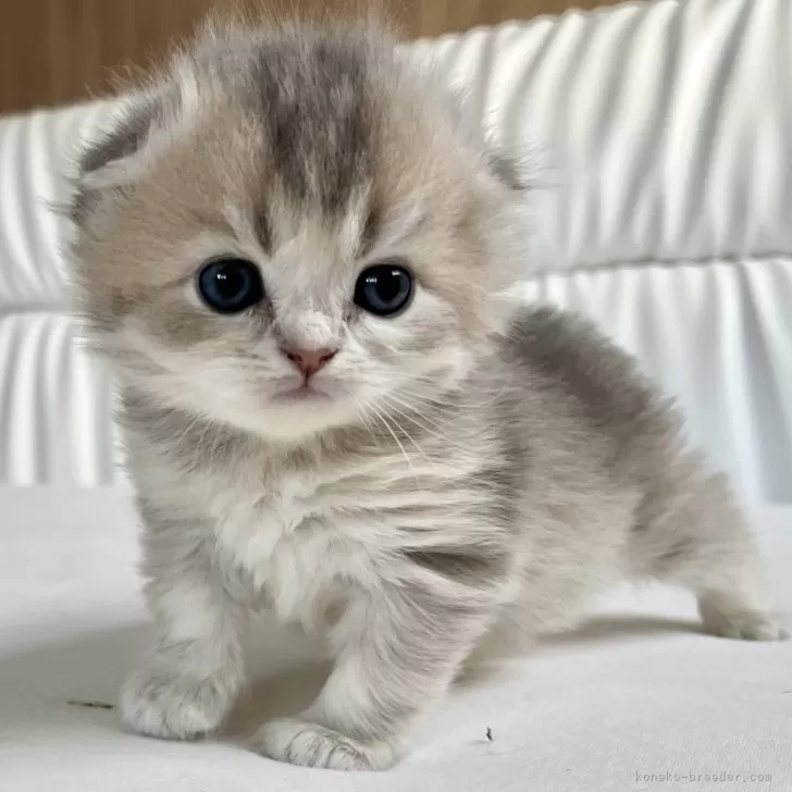 ID:2412-02612の子猫
