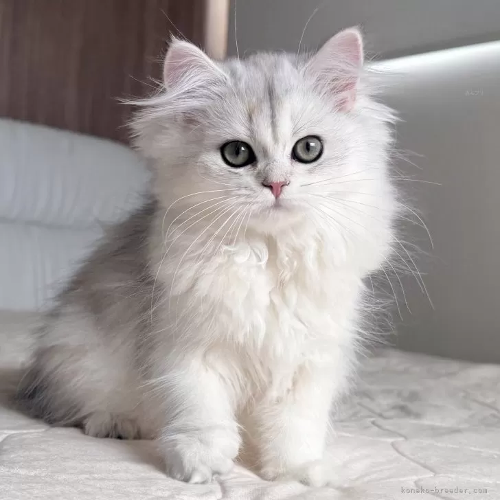 スコティッシュフォールド(立ち耳)【福岡県・女の子・2025年7月22日・ブラックシルバーシェーテッド】の写真1