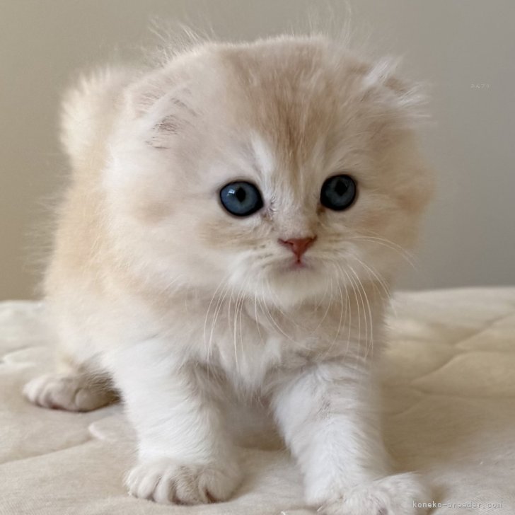 ブリーダー画像