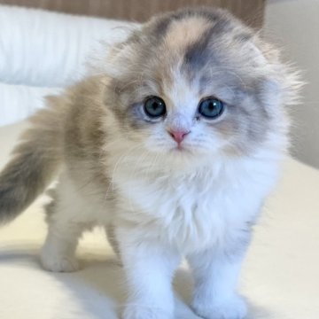 スコティッシュフォールド(折れ耳)【福岡県・女の子・2025年6月20日・キャリコ（セミロング）】の写真「お顔が可愛い女の子🩵動画も見てください☺️」