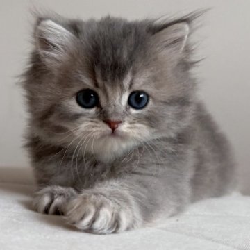 スコティッシュフォールド(立ち耳)【福岡県・女の子・2025年10月5日・ブルーアンドホワイト】の写真「甘えん坊さんな女の子です‼️」