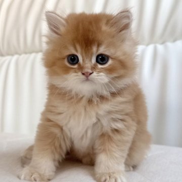 スコティッシュフォールド(立ち耳)【福岡県・男の子・2025年10月5日・レッドアンドホワイト】の写真「お顔が可愛い😍なでなで大好き男の子」