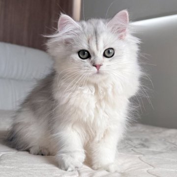 スコティッシュフォールド(立ち耳)【福岡県・女の子・2025年7月22日・ブラックシルバーシェーテッド（ロング）】の写真「とっても可愛いお顔😍見学時お迎え🉑」