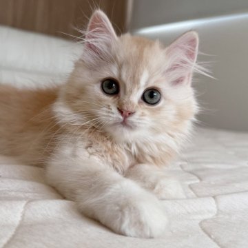 スコティッシュフォールド(立ち耳)【福岡県・男の子・2025年8月9日・クリームアンドホワイト(セミロング)】の写真「おしゃべりさん🩵見学時お迎え🉑」