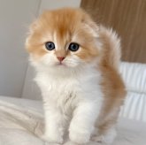 スコティッシュフォールド(折れ耳)