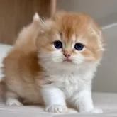 スコティッシュフォールド(折れ耳)