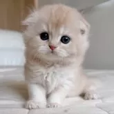 スコティッシュフォールド(折れ耳)