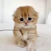 スコティッシュフォールド(折れ耳)