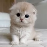 スコティッシュフォールド(折れ耳)