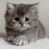 スコティッシュフォールド(立ち耳)