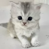 スコティッシュフォールド(立ち耳)【福岡県・女の子・2024年11月29日・ブラックシルバーシェーテッド】の写真1