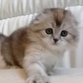 スコティッシュフォールド(折れ耳)