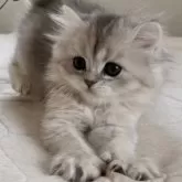 スコティッシュフォールド(立ち耳)【福岡県・女の子・2024年11月29日・ブラックシルバーシェーテッド】の写真1