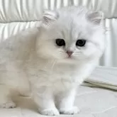 ブリティッシュショートヘア