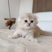 スコティッシュフォールド(折れ耳)【福岡県・男の子・2025年10月5日・クリームアンドホワイト】の写真2