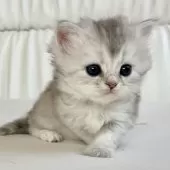 スコティッシュフォールド(立ち耳)【福岡県・女の子・2024年11月29日・ブラックシルバーシェーテッド】の写真3