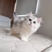 スコティッシュフォールド(立ち耳)【福岡県・女の子・2025年7月22日・ブラックシルバーシェーテッド】の写真3