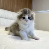 スコティッシュフォールド(折れ耳)【福岡県・女の子・2025年6月20日・ダイリュートキャリコ】の写真3