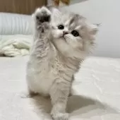 スコティッシュフォールド(立ち耳)【福岡県・女の子・2024年11月29日・ブラックシルバーシェーテッド】の写真11