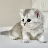 スコティッシュフォールド(立ち耳)【福岡県・女の子・2024年11月29日・ブラックシルバーシェーテッド】の写真5