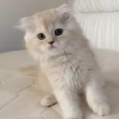 スコティッシュフォールド(折れ耳)【福岡県・男の子・2025年10月5日・クリームアンドホワイト】の写真5