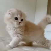 スコティッシュフォールド(折れ耳)【福岡県・男の子・2025年10月5日・クリームアンドホワイト】の写真5