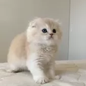 スコティッシュフォールド(折れ耳)【福岡県・男の子・2025年10月5日・クリームアンドホワイト】の写真7