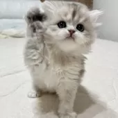 スコティッシュフォールド(立ち耳)【福岡県・女の子・2024年11月29日・ブラックシルバーシェーテッド】の写真13