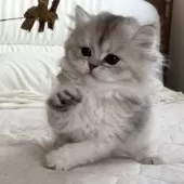 スコティッシュフォールド(立ち耳)【福岡県・女の子・2024年11月29日・ブラックシルバーシェーテッド】の写真3