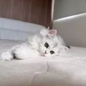 スコティッシュフォールド(立ち耳)【福岡県・女の子・2025年7月22日・ブラックシルバーシェーテッド】の写真8