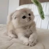 スコティッシュフォールド(折れ耳)【福岡県・男の子・2025年10月5日・クリームアンドホワイト】の写真8