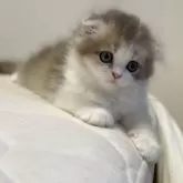 スコティッシュフォールド(折れ耳)【福岡県・女の子・2025年6月20日・ダイリュートキャリコ】の写真8