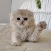 スコティッシュフォールド(折れ耳)【福岡県・男の子・2025年10月5日・クリームアンドホワイト】の写真9